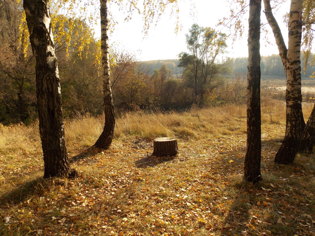 Осенняя картинка - MarinaKiseleva2014 