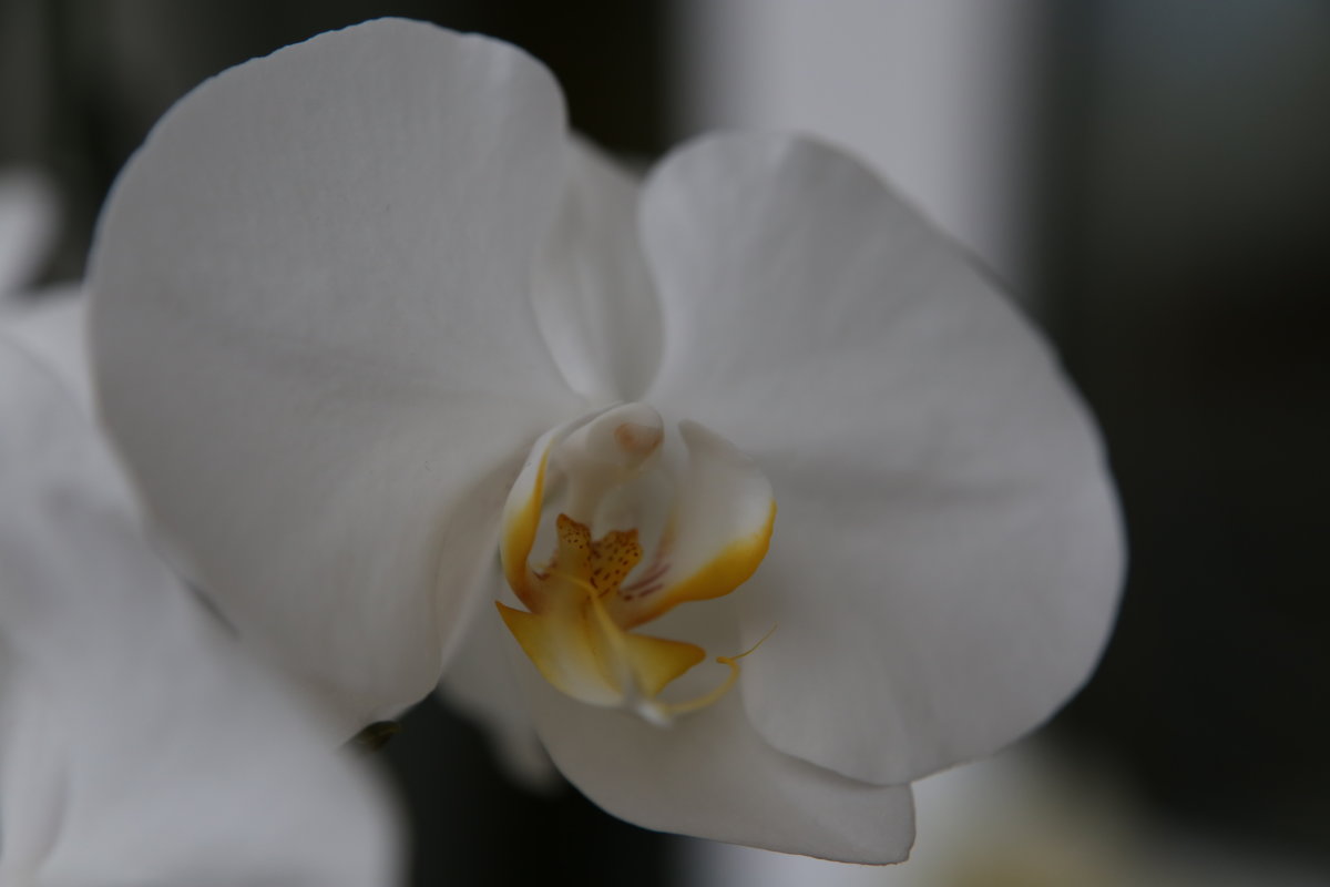 Орхидея - Виталий Житков