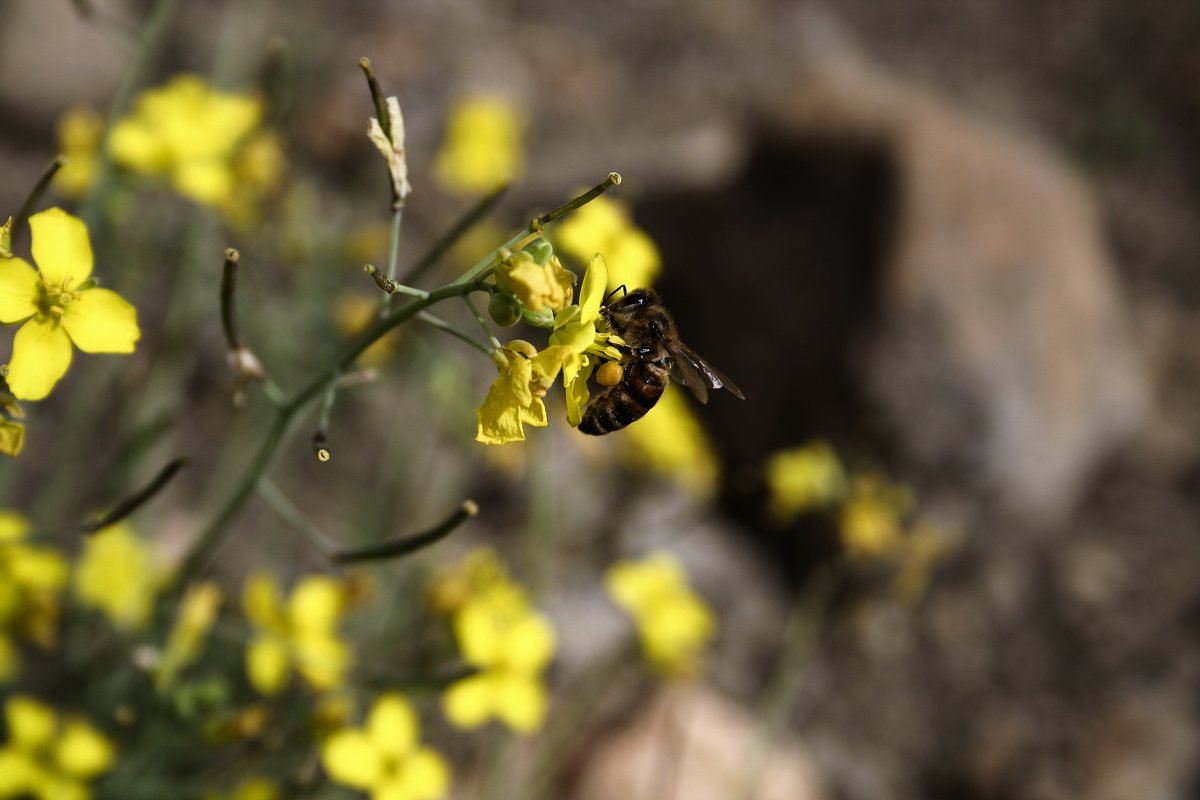 осень пчелка - виктория коробчук