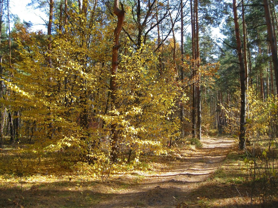 Очарованный лес - Леонид Корейба