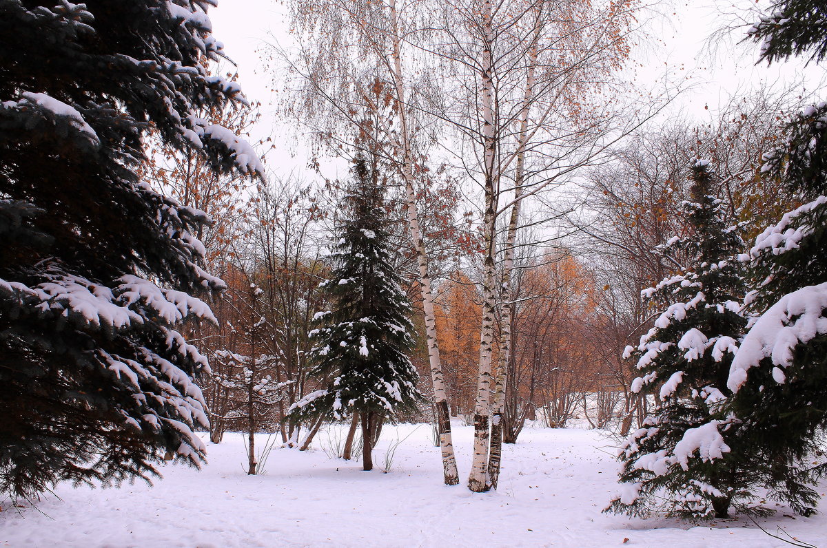Осень на дворе, деревья в ... серебре))) - Татьяна Ломтева