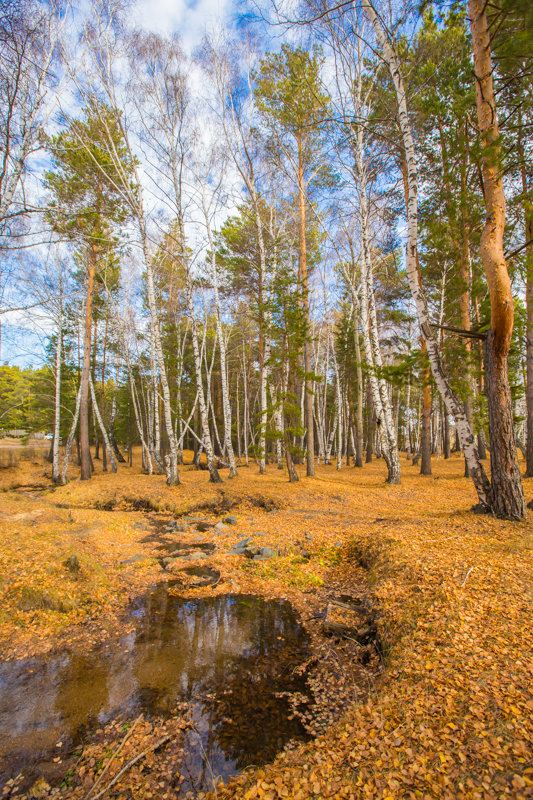 Каркаралинск окружен лесом - Максим Рожин