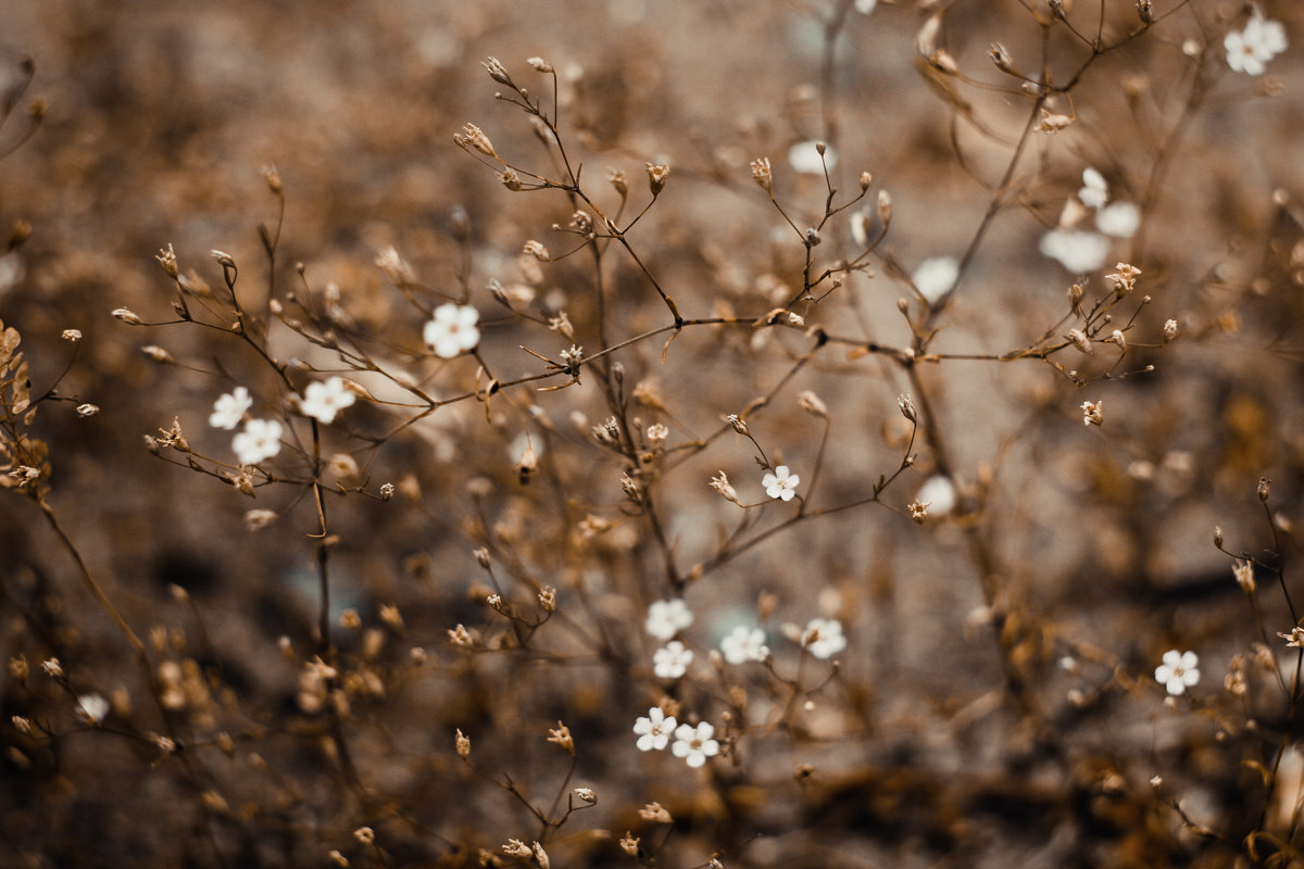 Осенние цветы - Ника Коренюгина