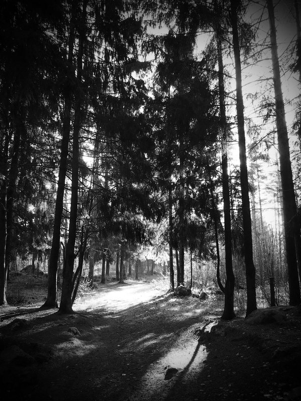 Утро в лесу. - Sergey ///