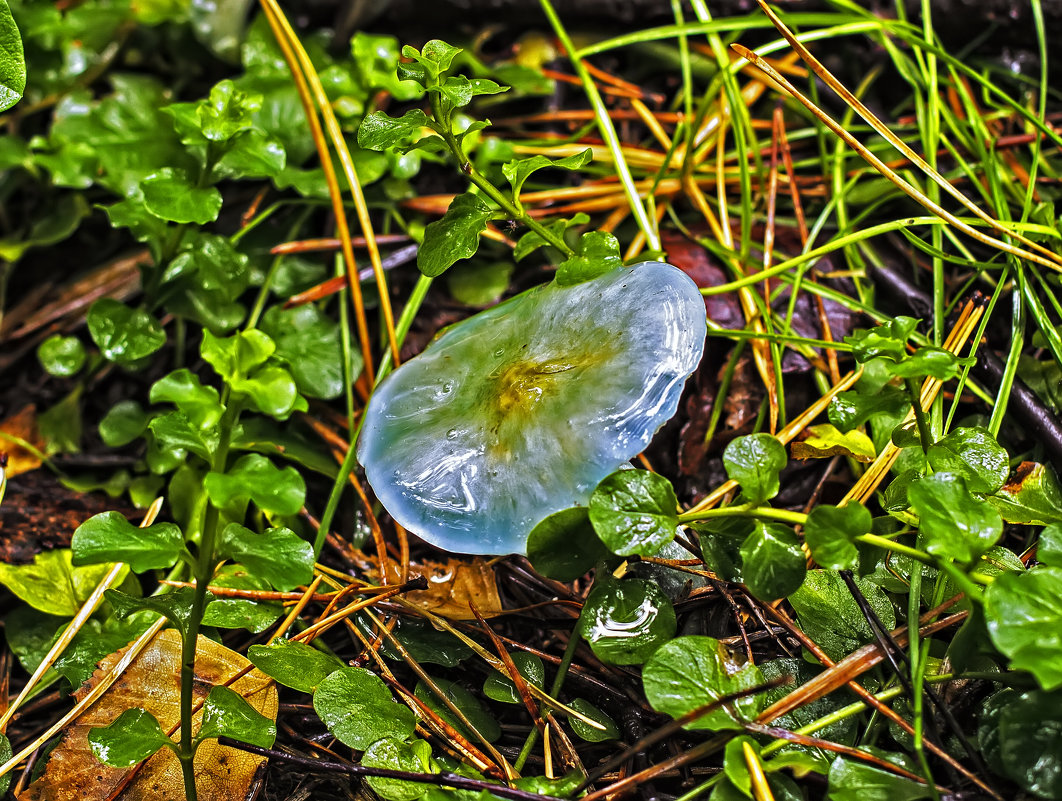 theory of fungi - Димитрий Фомин