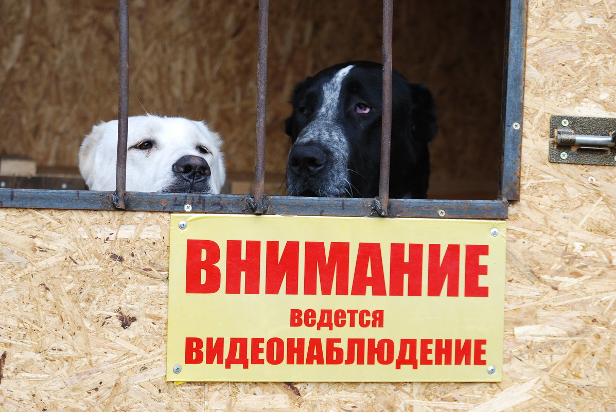 ...Вот мы и наблюдаем:))) - Рудаков Сергей 