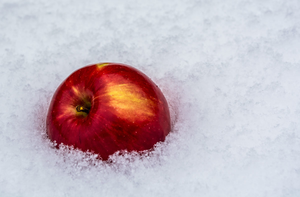 Яблоко на снегу... - Светлана 