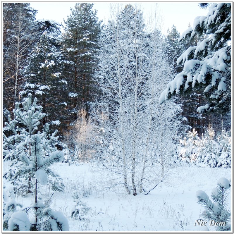 Зимний лес - Николай Дементьев 
