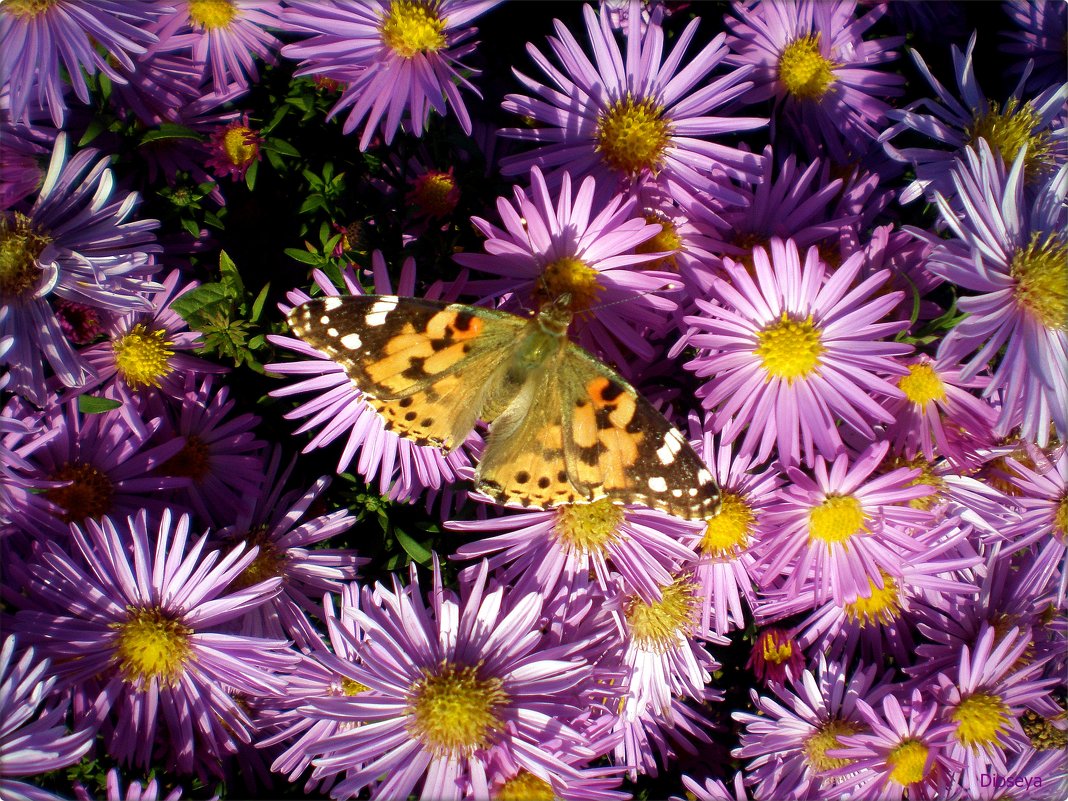 Бабочка на осенних цветах - Татьяна Пальчикова