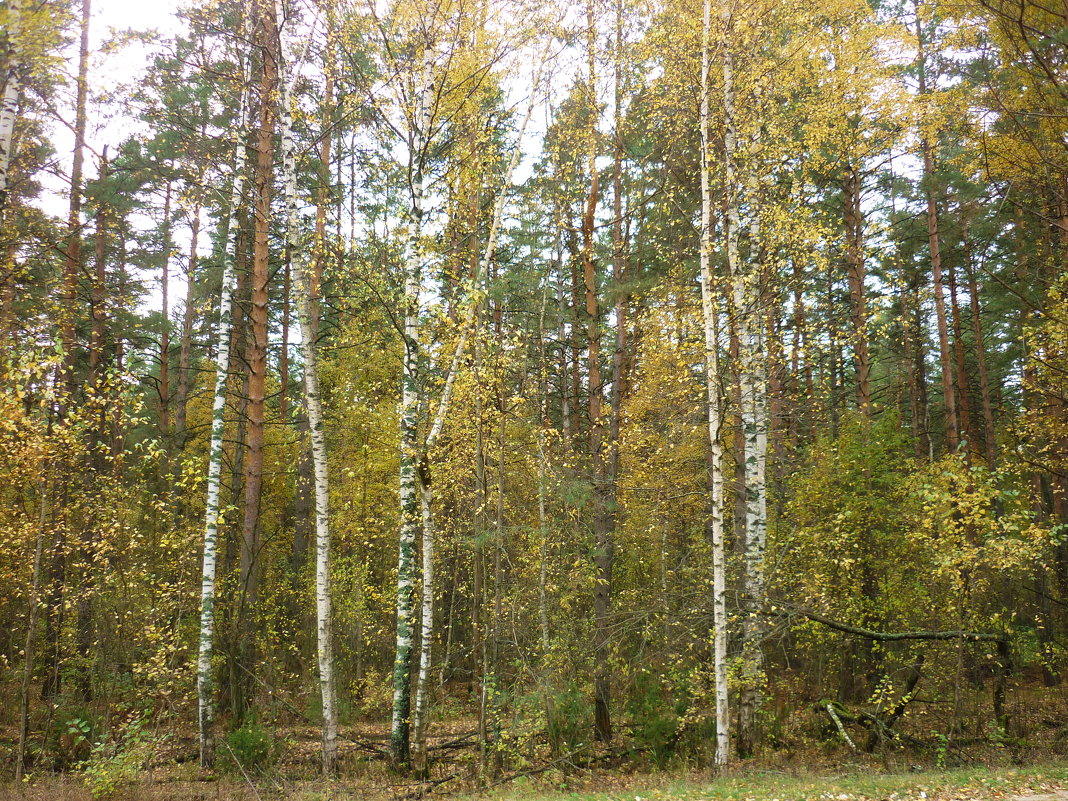 в лесу - Ирина 