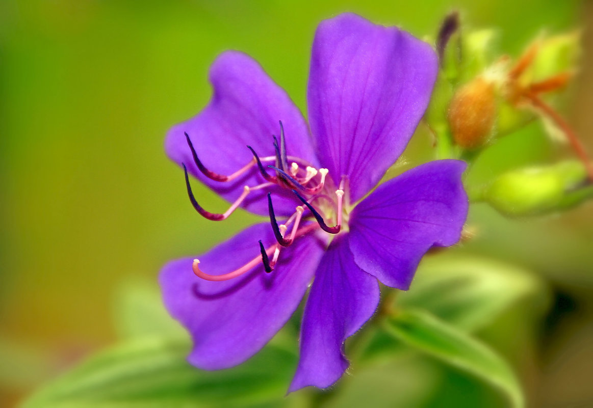 Tibouchina - Alexander Andronik