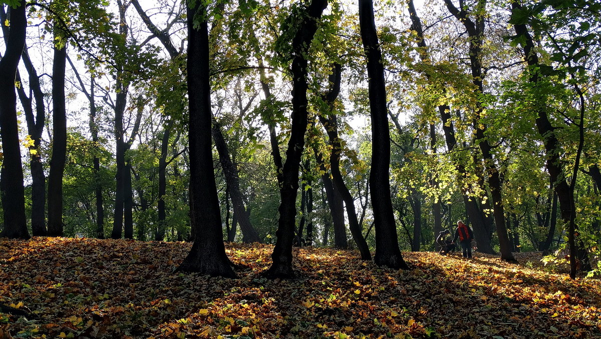 Осень в Университетском бот. саду Фото №4 - Владимир Бровко