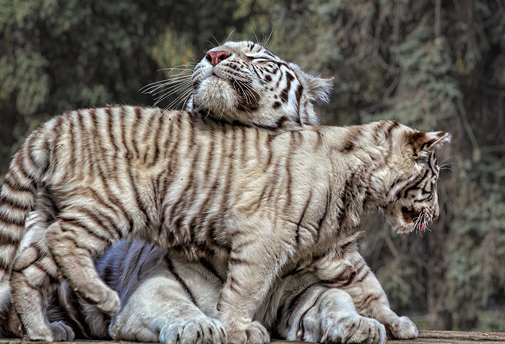 Тигрица с тигрёнком - Nn semonov_nn