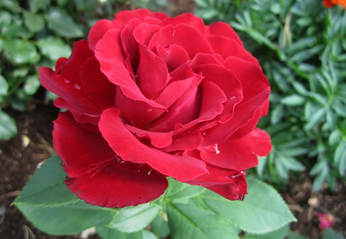 цветок розы Hommage a Barbara - lenrouz 