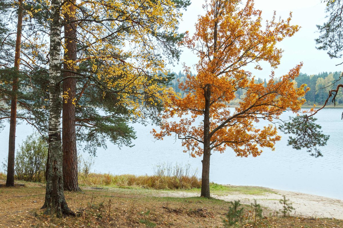 Осенние краски озера Поддубское - Евгений 