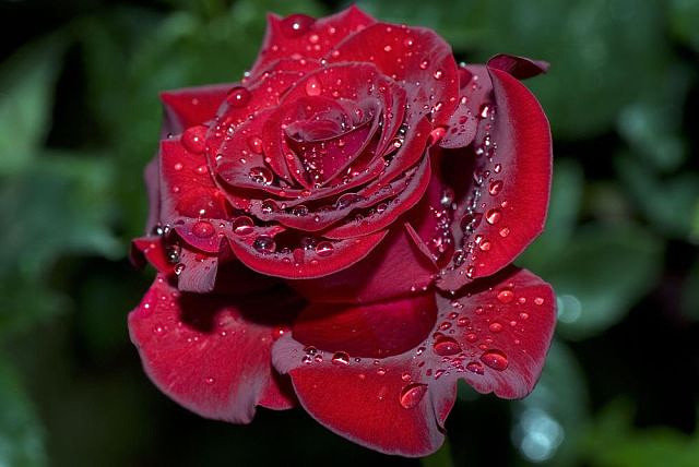роза после дожьдя - виктория коробчук