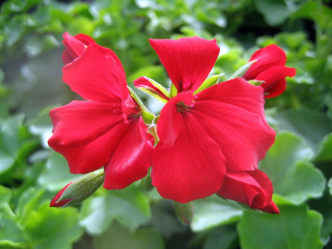 Pelargonium - laana laadas