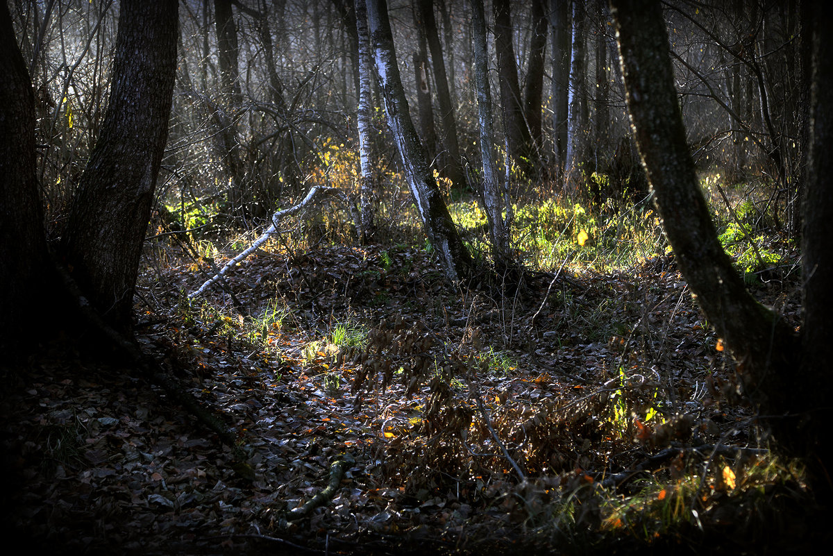 В лесу на закате...2 - Андрей Войцехов