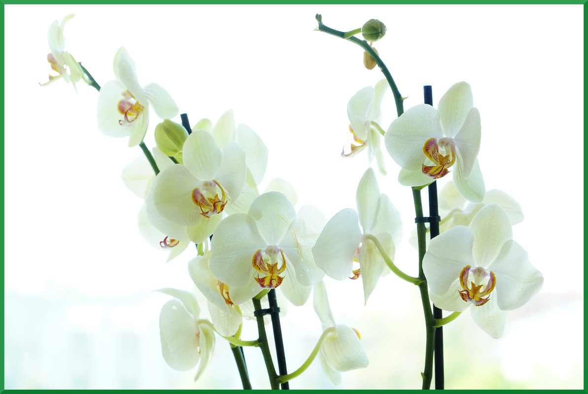 Фаленопсис 2 (орхидея) - YURII K
