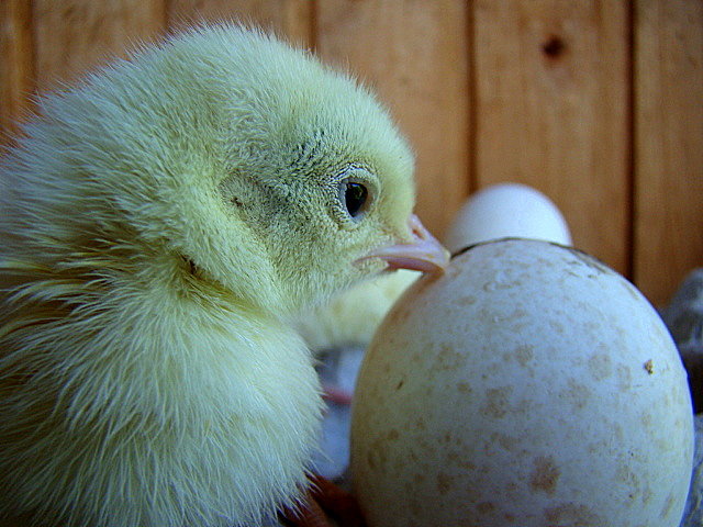 Что же было в начале, яйцо или курица ? - Маргарита ( Марта ) Дрожжина