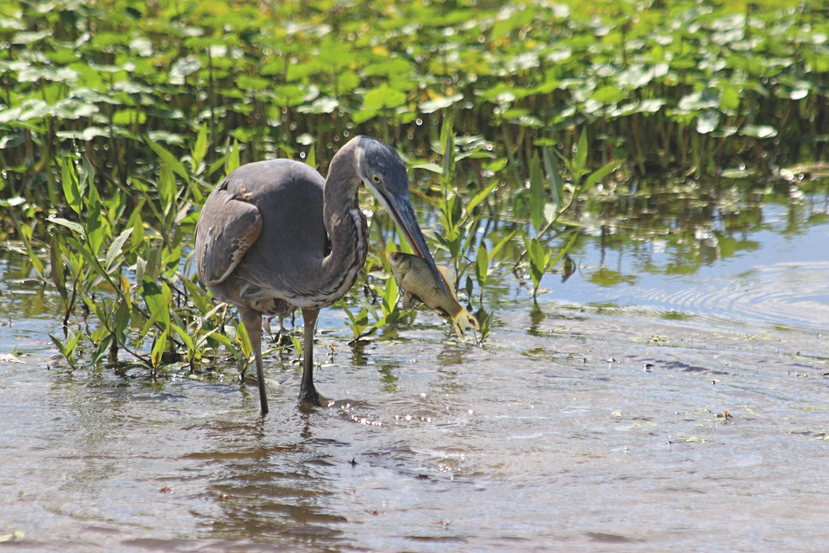 Большая голубая цапля (Great Blue Heron) - Илья Трейгер