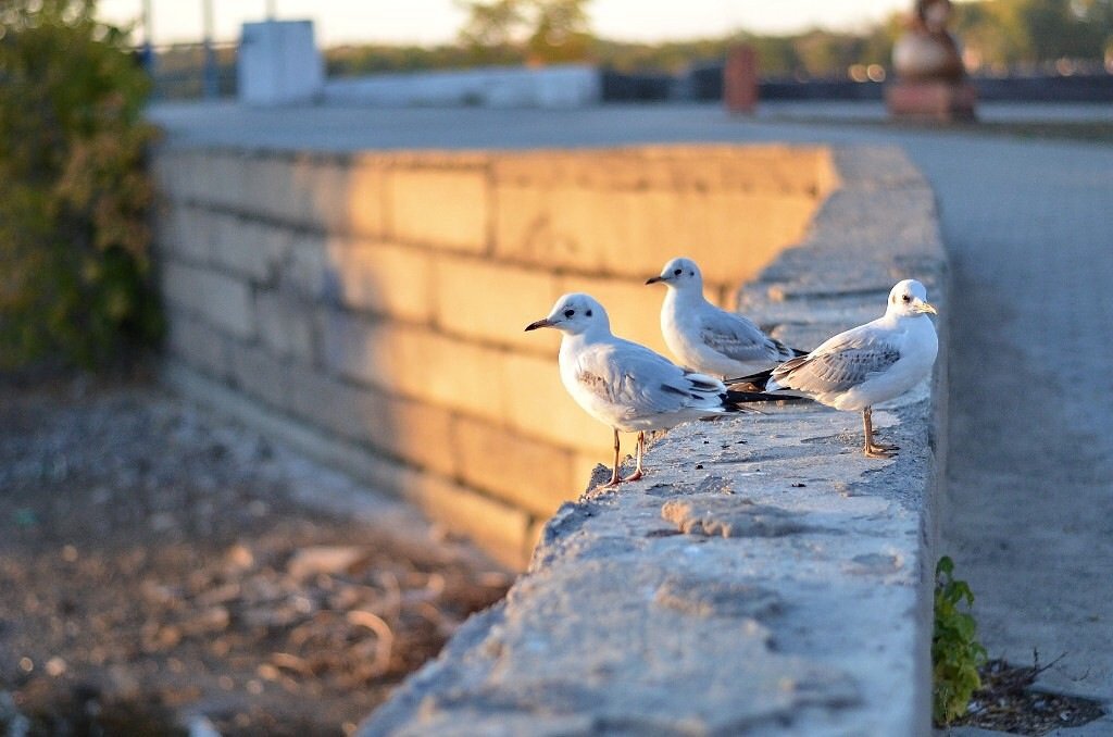 Чайки - GULLSHAT 