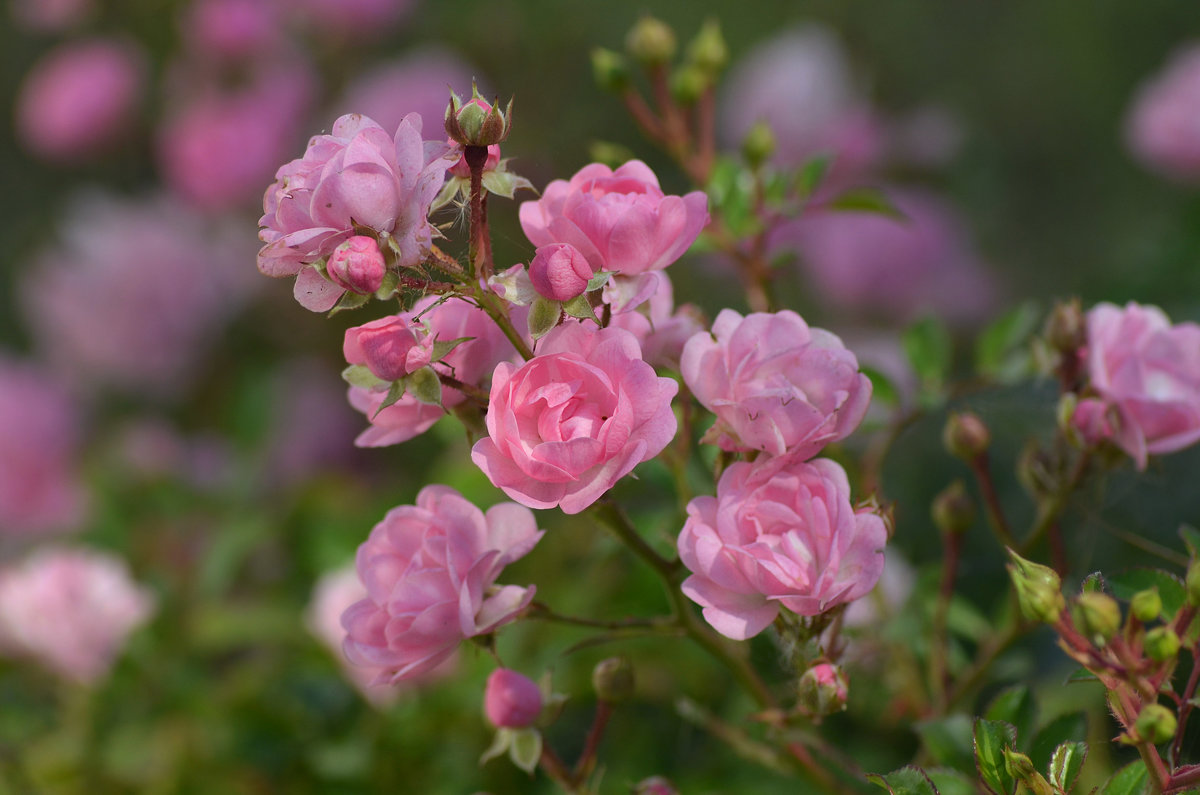 Осенняя розовая нежность - Надежда Корнилова