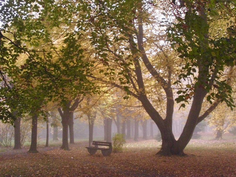 Осень в парке - Olga Taube