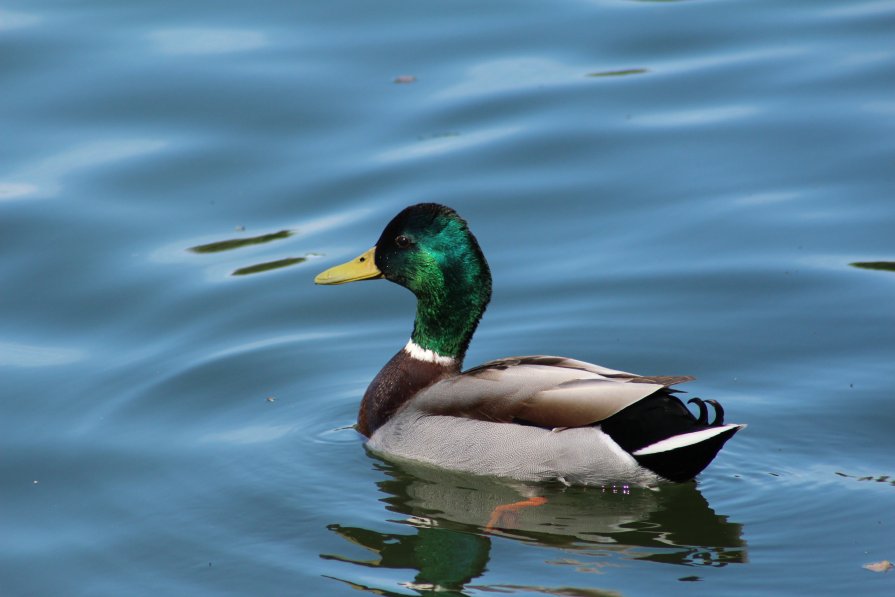 Duck - Виктория Целуйко