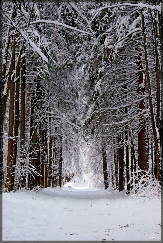 Прогулка по зимнему лесу. - san05 -  Александр Савицкий