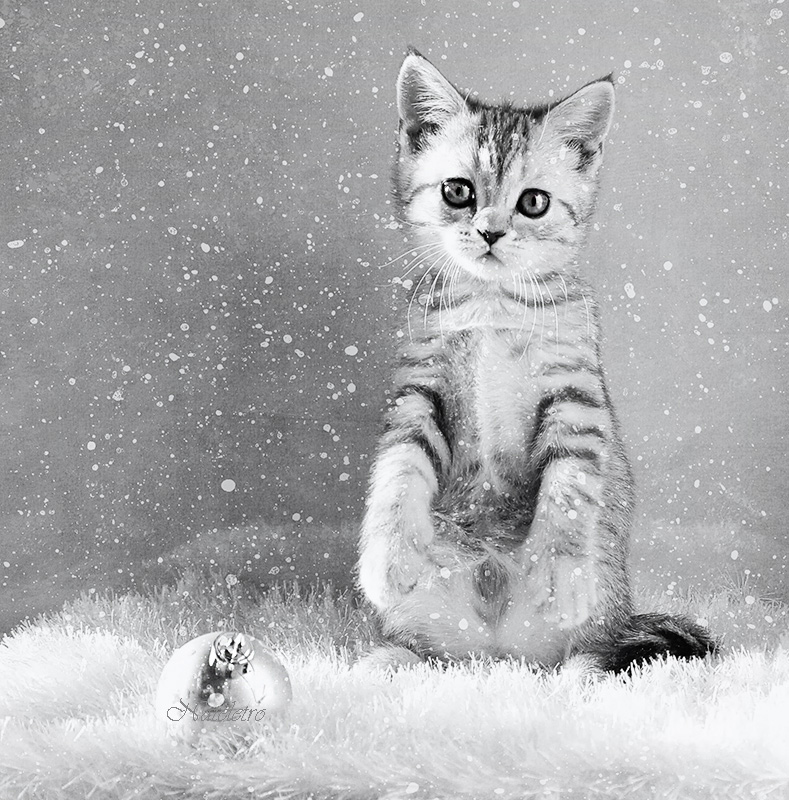 Снежный кот - Наталья Кузнецова