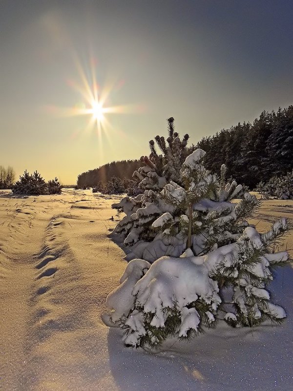 Мороз и солнце - Андрей Дворников
