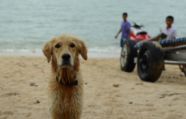 собака на берегу Сиамского залива - Sofia Rakitskaia