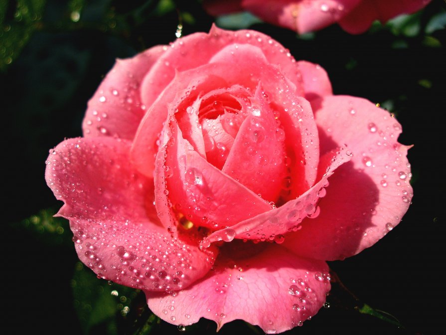 Розовая роза - Olga Taube