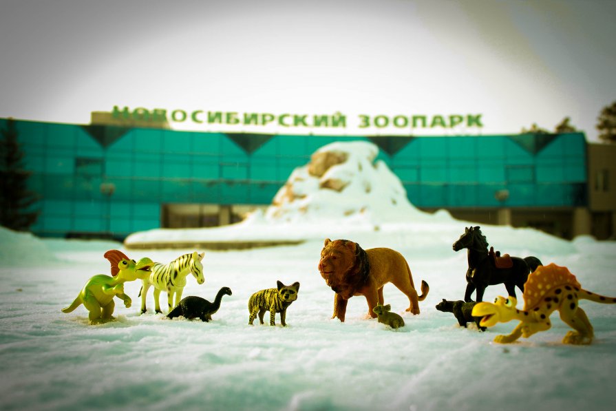 Новосибирский Зоопарк - Людмила Ильина