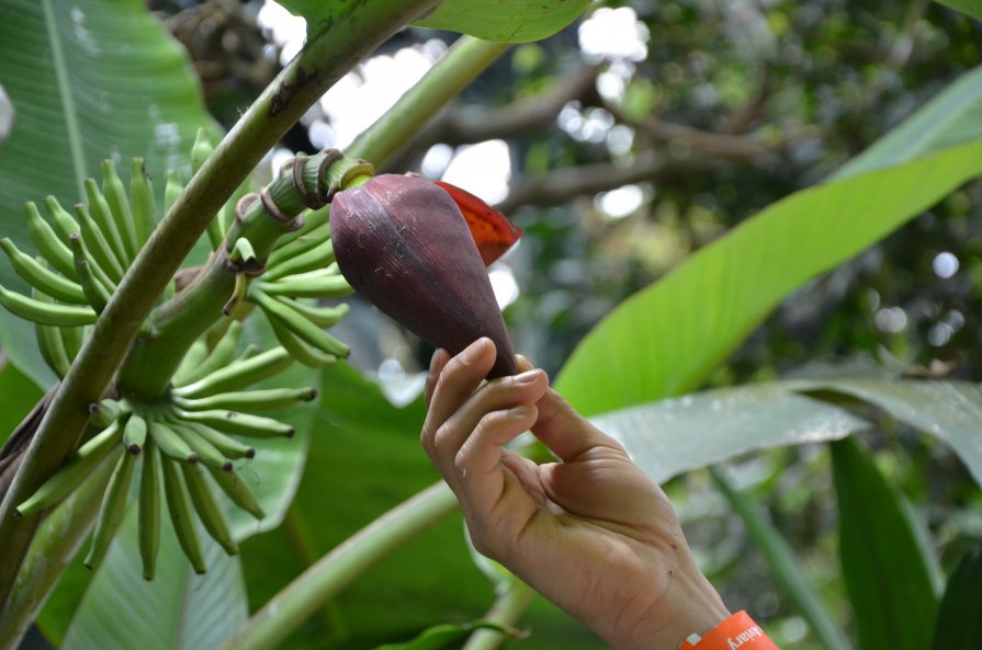 Тропический фрукт - Nurlan Mussin
