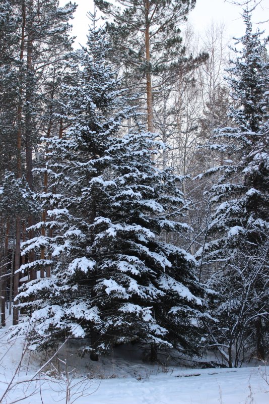 лес - Светлана Новосёлова