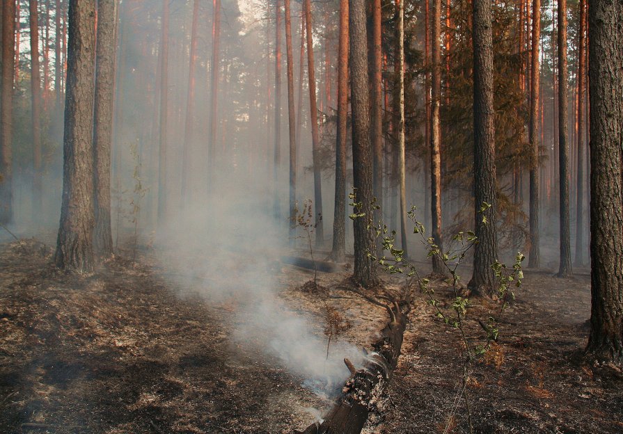 Лесные пожары 2006 года - виталий рабенков
