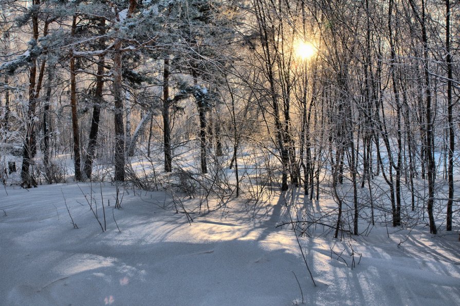 Солнце в зимнем лесу.. - Владимир Зыбин