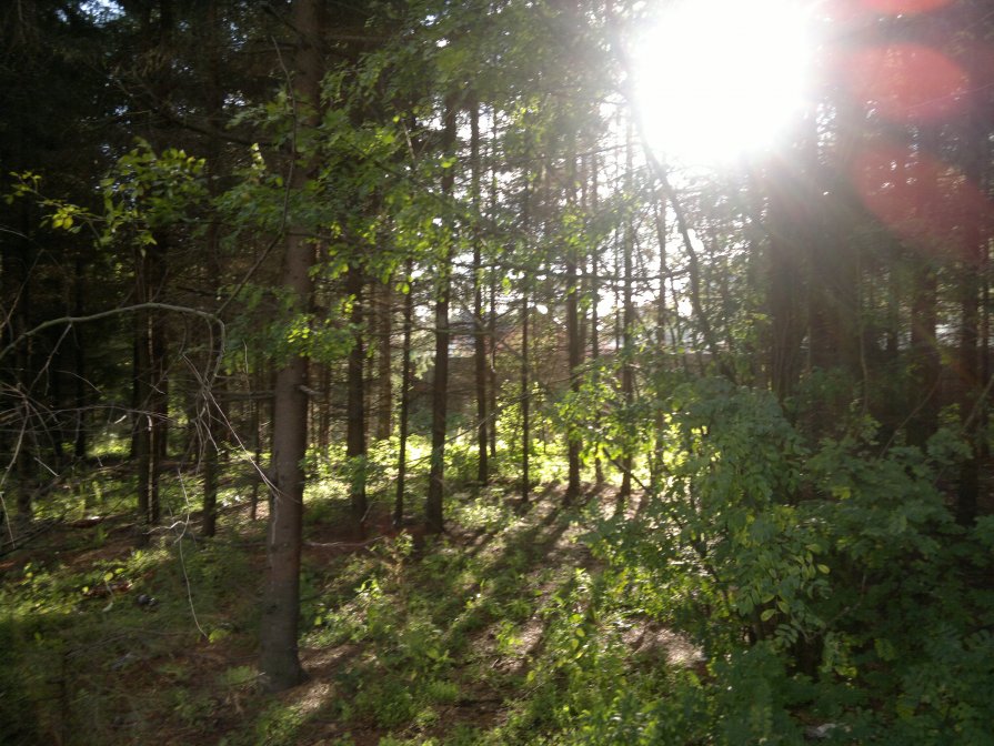 В лесу - Маша Смирнова