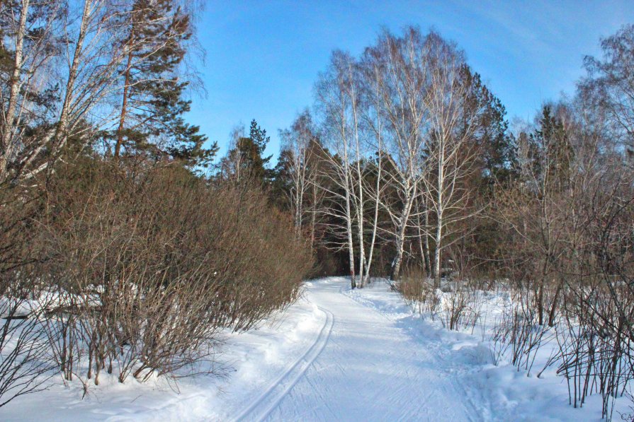 Лыжня - Александр Садовский