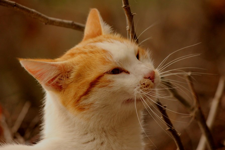 уличные  коты и кошки - gennadi ren