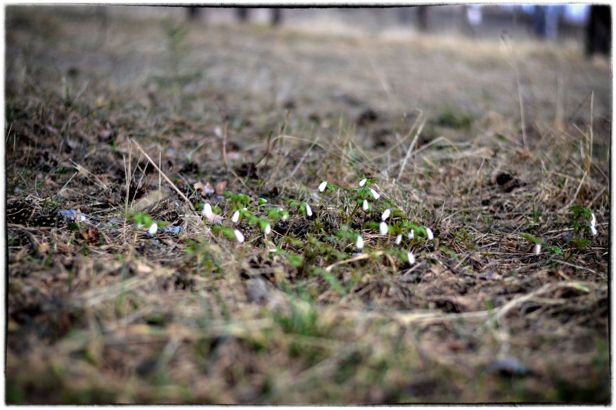 Первые цветочки после снега - Alex Larionov
