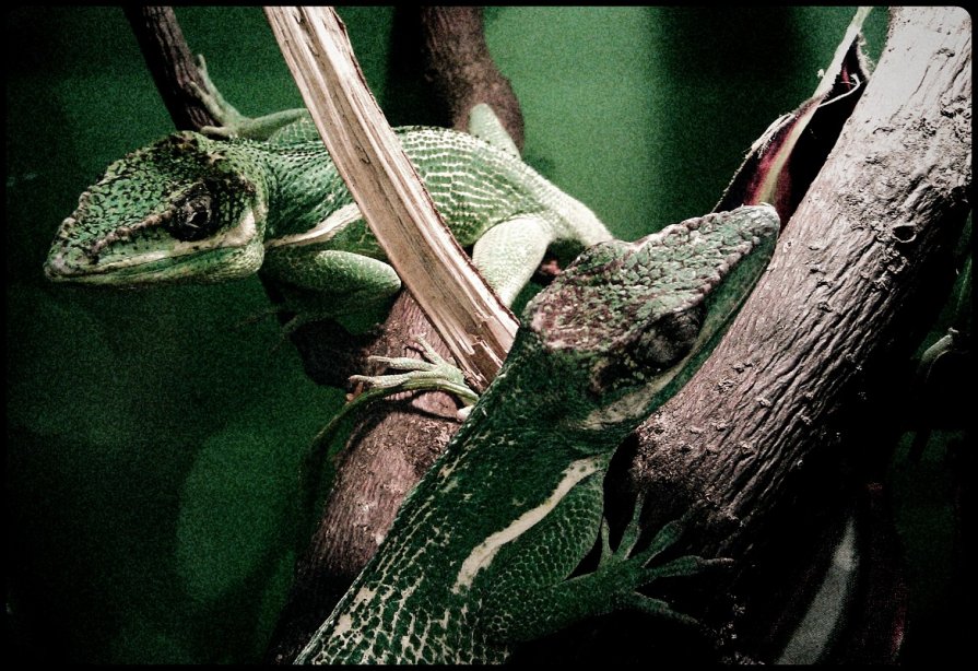 lizards - hijsi sevole