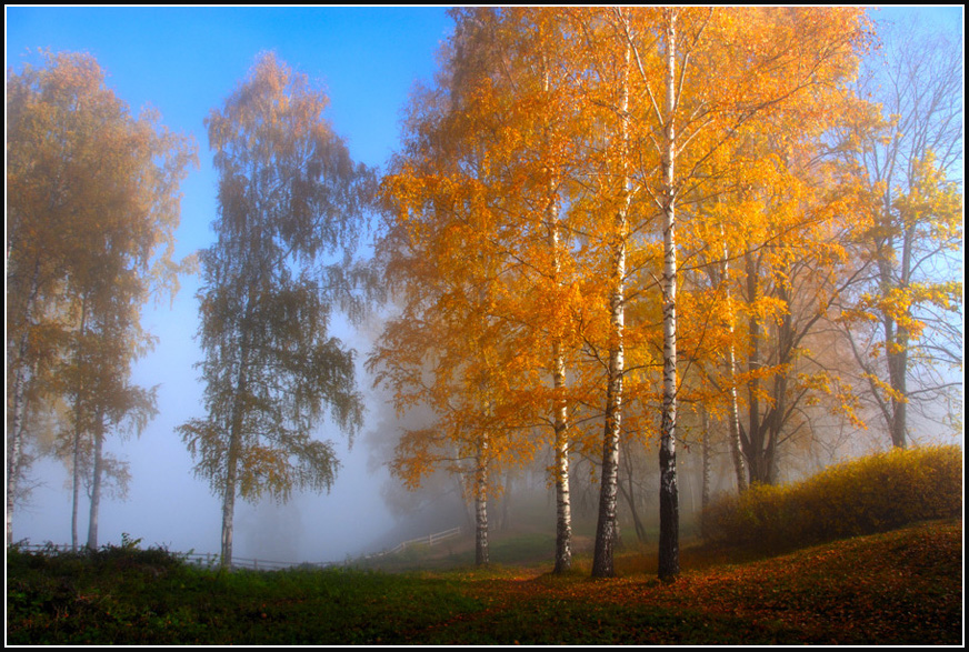 Осенняя береза у воды