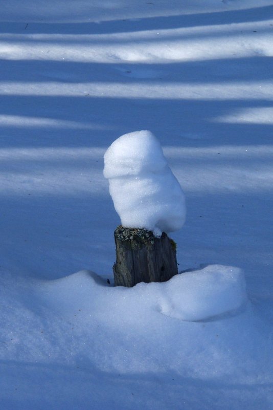 Снежный совёнок - Сергей Комков