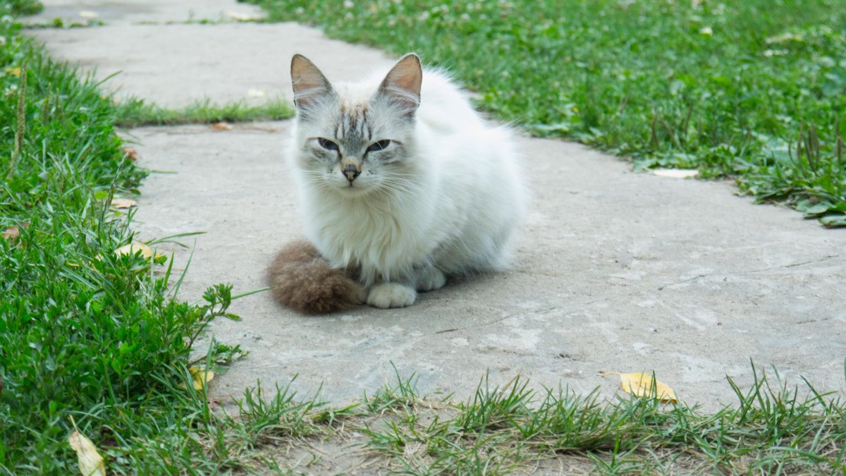 кошка, которая любит фотографироваться - Таня Кулешова