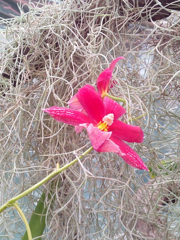 Ботанический сад -орхидеи - Наталья 