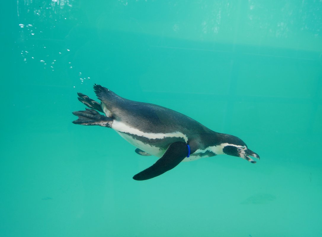 Пингвин под водой - Natalia Harries