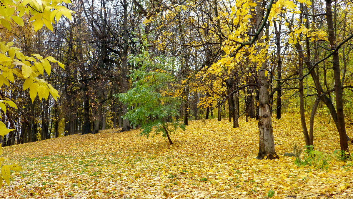 Краски осени. В парке культуры им. М. Горького в Москве - Петр Аксенов